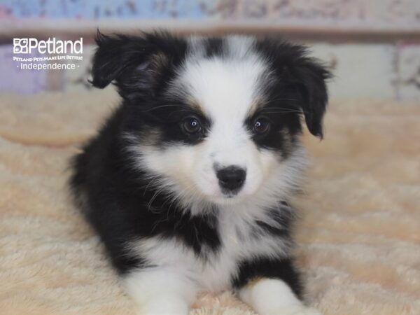 Toy Australian Shepherd-DOG-Female-BLK-2861-Petland Lee's Summit, MO