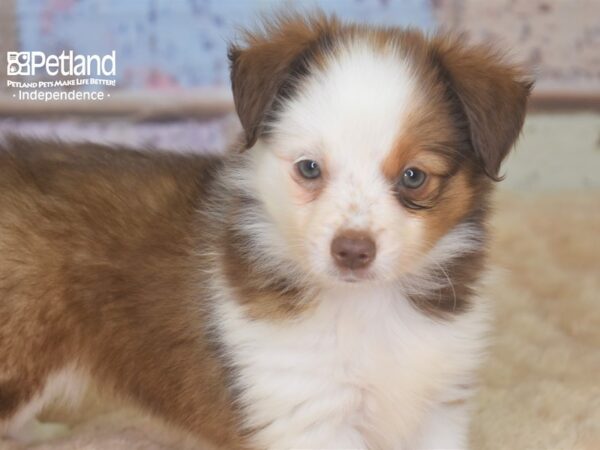 Toy Australian Shepherd-DOG-Male-Red Tri-2862-Petland Lee's Summit, MO