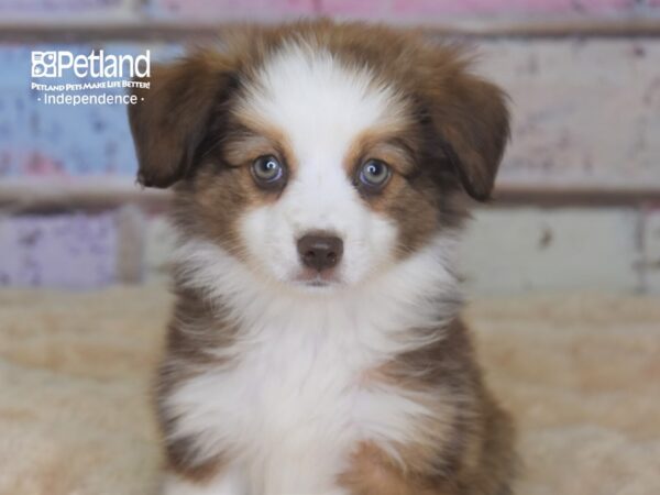 Toy Australian Shepherd-DOG-Female-Sable-2876-Petland Lee's Summit, MO