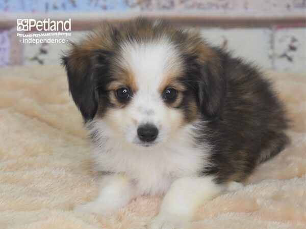Toy Australian Shepherd-DOG-Male-Black Tri-2877-Petland Lee's Summit, MO