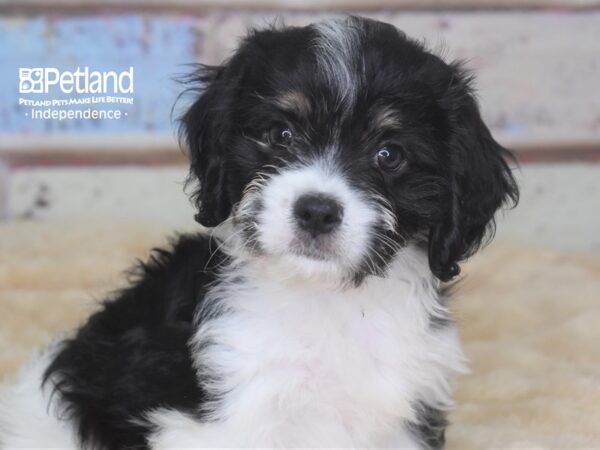 Havalier-DOG-Male--2857-Petland Lee's Summit, MO
