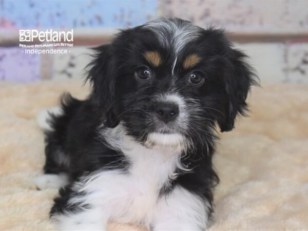 Havalier-DOG-Female-Black, White, & Tan-2873-Petland Lee's Summit, MO