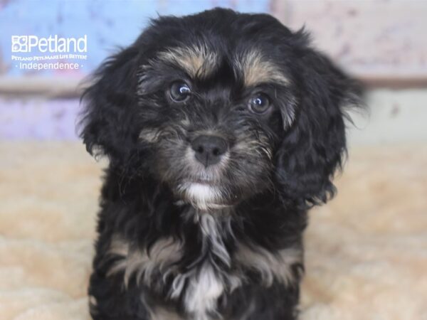 Havalier-DOG-Female-Black & Tan-2874-Petland Lee's Summit, MO
