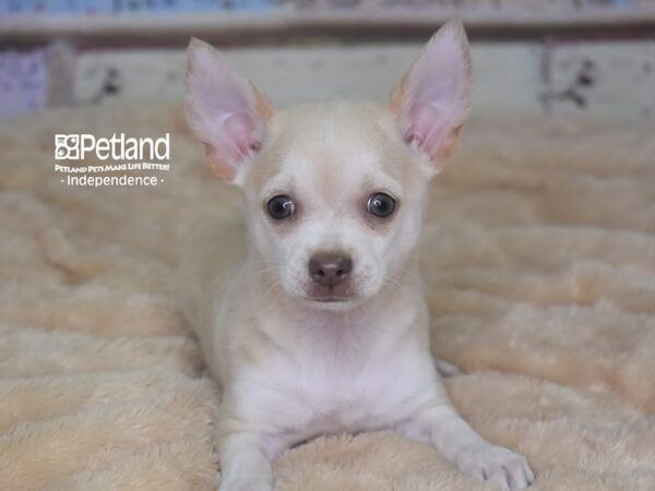 Chihuahua-DOG-Female-Cream-2883-Petland Lee's Summit, MO