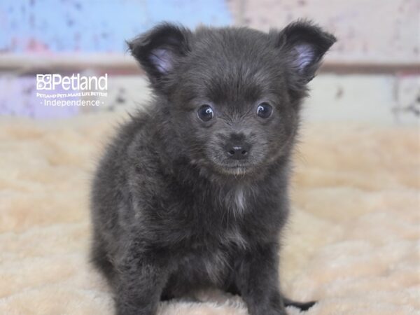 Chihuahua-DOG-Male-Blue-2882-Petland Lee's Summit, MO