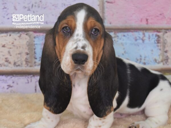 Basset Hound-DOG-Female-Black and Tan-2878-Petland Lee's Summit, MO