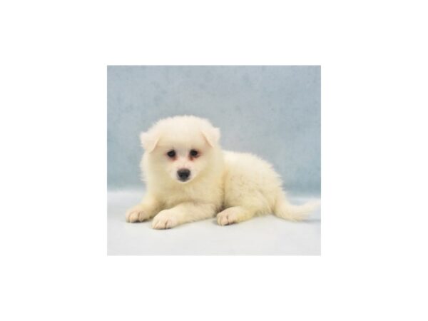 American Eskimo-DOG-Male-White-2885-Petland Lee's Summit, MO