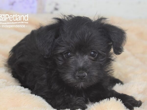 Schnoodle-DOG-Female-Black-2864-Petland Lee's Summit, MO