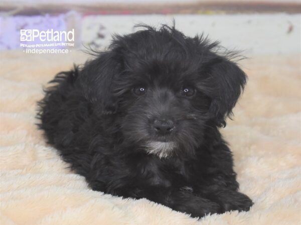 Schnoodle-DOG-Male-Black-2863-Petland Lee's Summit, MO