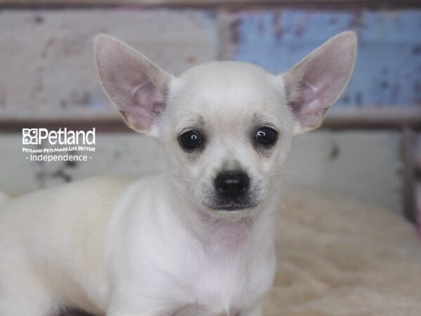Chihuahua-DOG-Male-Cream-2881-Petland Lee's Summit, MO