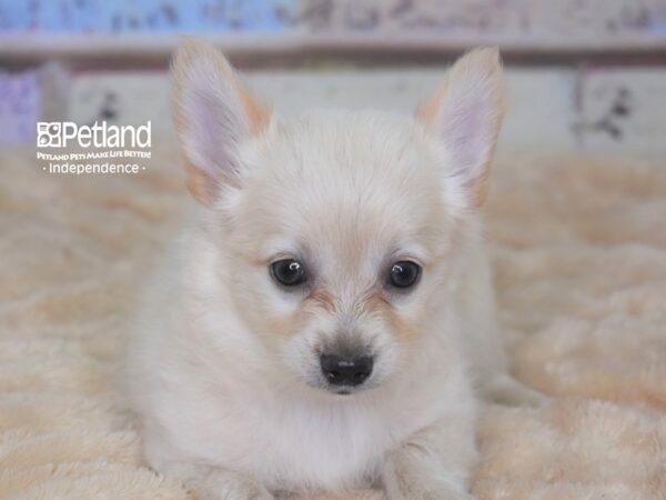 Chihuahua-DOG-Male-Cream-2880-Petland Lee's Summit, MO