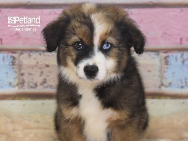 Miniature Australian Shepherd-DOG-Male-Sable-2890-Petland Lee's Summit, MO