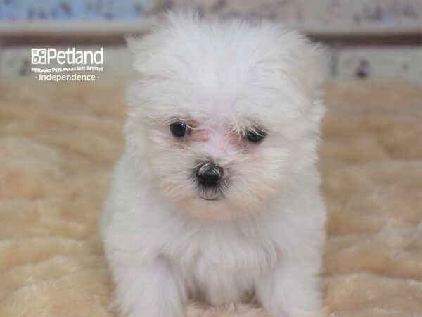 Maltese-DOG-Male-White-2896-Petland Lee's Summit, MO