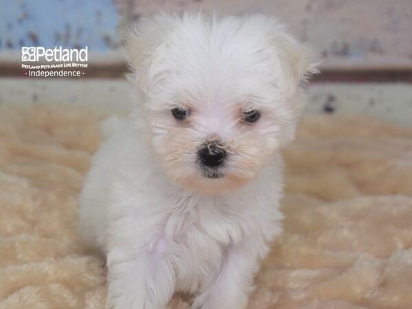 Maltese-DOG-Female-White-2895-Petland Lee's Summit, MO