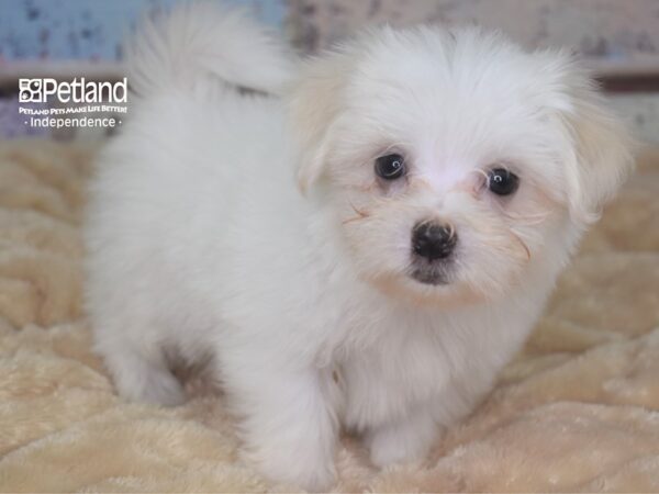 Maltese-DOG-Female-White-2894-Petland Lee's Summit, MO