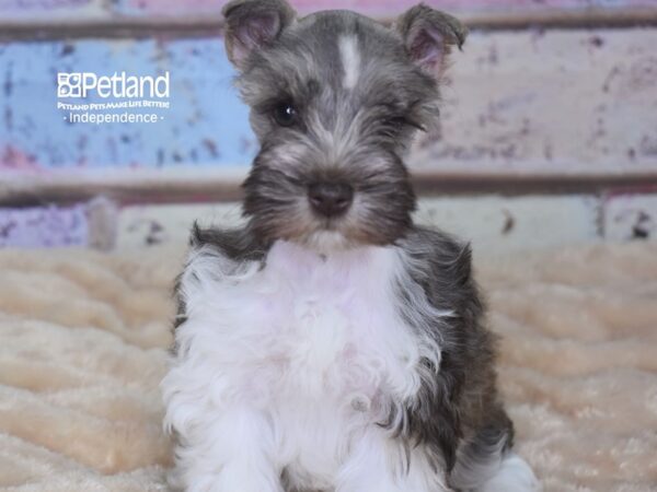 Miniature Schnauzer-DOG-Female-Chocolate-2889-Petland Lee's Summit, MO
