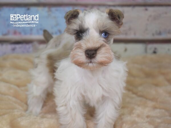 Miniature Schnauzer-DOG-Female-Chocolate Merle Parti-2888-Petland Lee's Summit, MO
