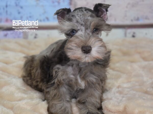 Miniature Schnauzer-DOG-Male-Chocolate Merle-2886-Petland Lee's Summit, MO