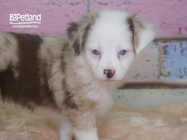Miniature Australian Shepherd-DOG-Female-Red Merle-2893-Petland Lee's Summit, MO