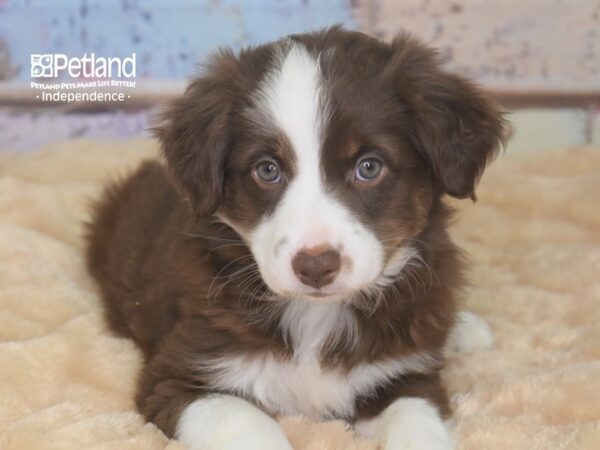 Miniature Australian Shepherd-DOG-Female-Red Tri-2892-Petland Lee's Summit, MO
