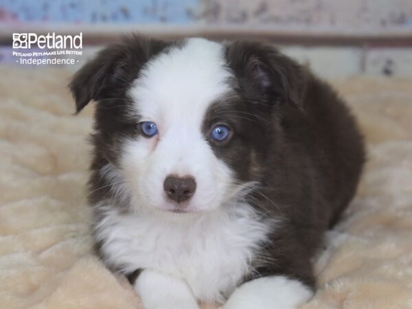Miniature Australian Shepherd-DOG-Male-Red Tri-2891-Petland Lee's Summit, MO