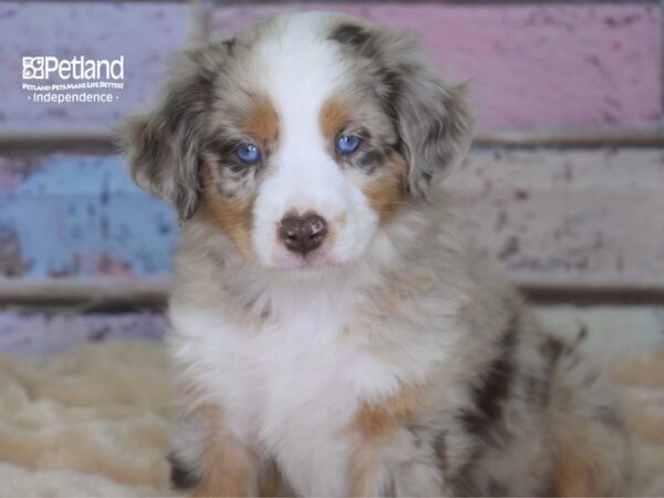 Miniature Australian Shepherd-DOG-Male-Red Merle-2897-Petland Lee's Summit, MO