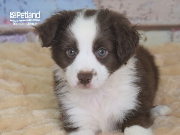 Miniature Australian Shepherd-DOG-Male-Red Tri-2898-Petland Lee's Summit, MO