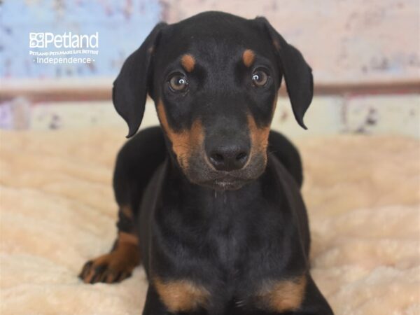 Doberman Pinscher-DOG-Male-Black and Rust-2903-Petland Lee's Summit, MO