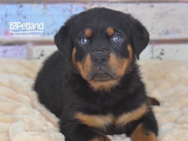 Rottweiler-DOG-Male-Black and Mahogany-2904-Petland Lee's Summit, MO