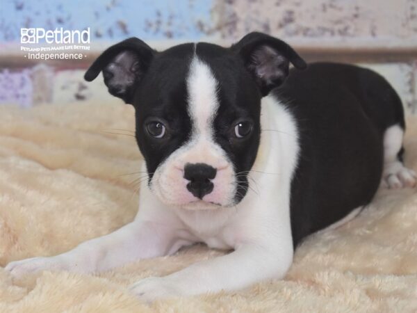 Boston Terrier-DOG-Female-Black and White-2902-Petland Lee's Summit, MO
