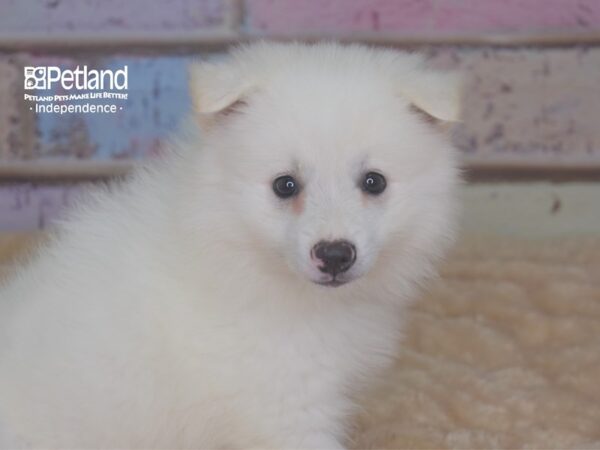 American Eskimo-DOG-Male-White-2899-Petland Lee's Summit, MO
