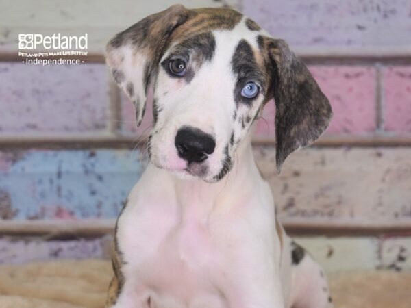 Great Dane-DOG-Female-Merlequin-2905-Petland Lee's Summit, MO