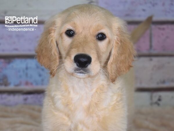 Standard Goldendoodle-DOG-Female-Light Golden-2909-Petland Lee's Summit, MO