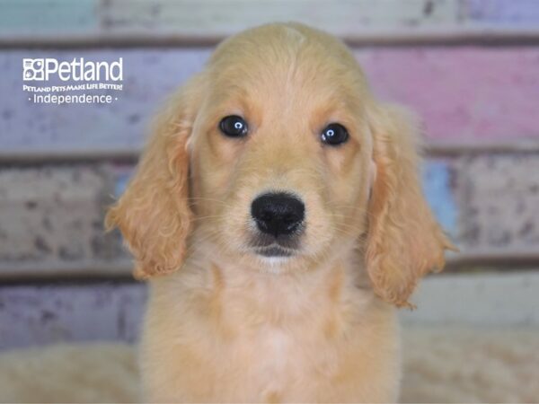 Standard Goldendoodle-DOG-Male-Light Golden-2907-Petland Lee's Summit, MO