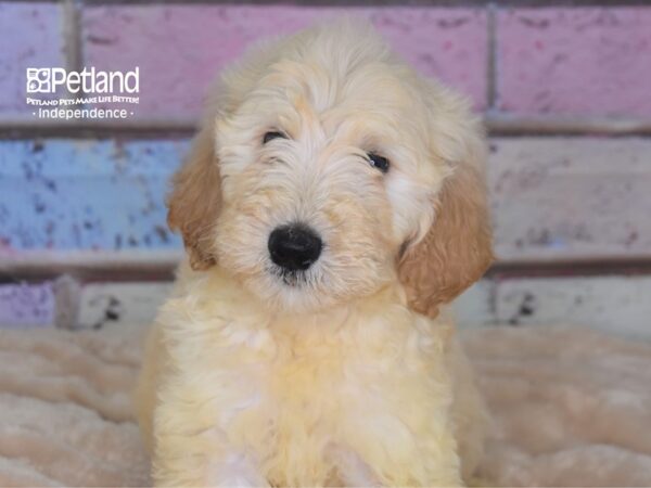 Standard Goldendoodle-DOG-Male-Light Golden-2908-Petland Lee's Summit, MO