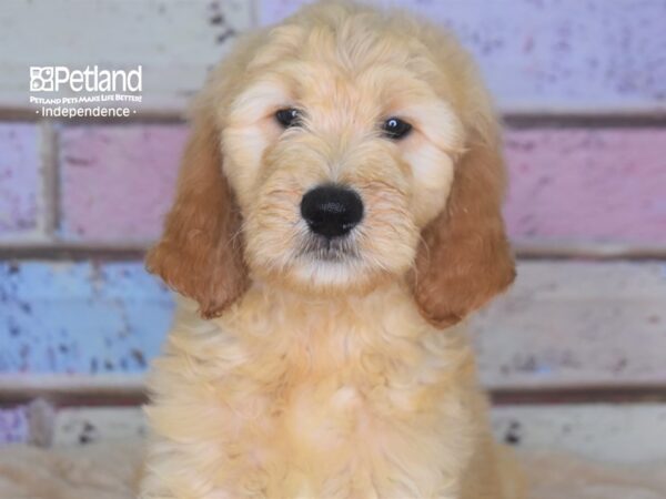 Standard Goldendoodle-DOG-Male-Light Golden-2906-Petland Lee's Summit, MO