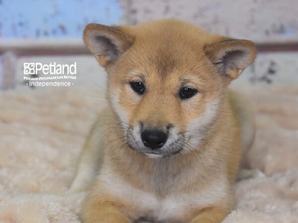 Shiba Inu-DOG-Female-Red Sesame-2910-Petland Lee's Summit, MO