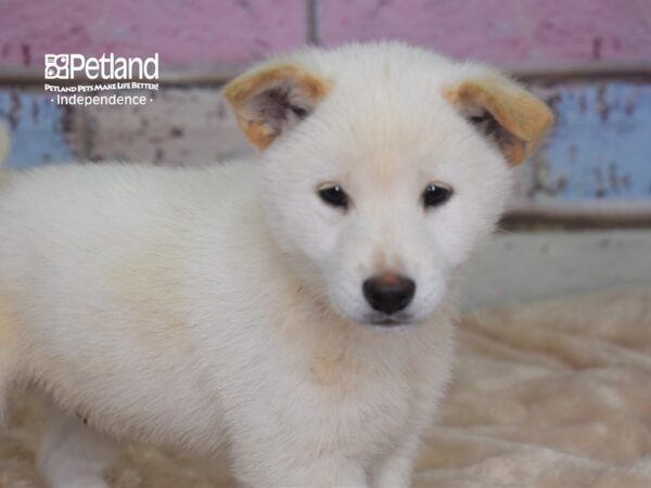 Shiba Inu-DOG-Male-Cream-2900-Petland Lee's Summit, MO