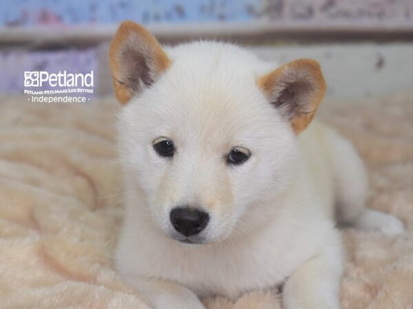 Shiba Inu-DOG-Female-Cream-2901-Petland Lee's Summit, MO