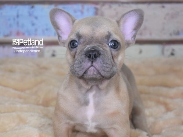 French Bulldog-DOG-Male-Blue Fawn-2911-Petland Lee's Summit, MO