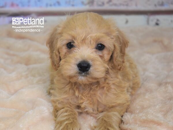 Miniature Goldendoodle-DOG-Female-Golden-2912-Petland Lee's Summit, MO