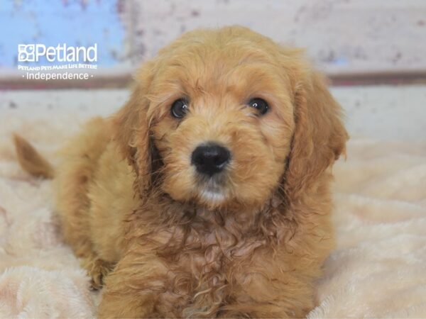 Miniature Goldendoodle-DOG-Male-Golden-2913-Petland Lee's Summit, MO