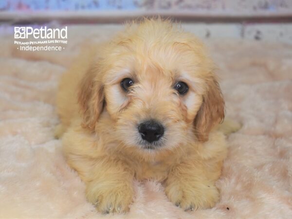 Miniature Goldendoodle-DOG-Male-Golden-2915-Petland Lee's Summit, MO