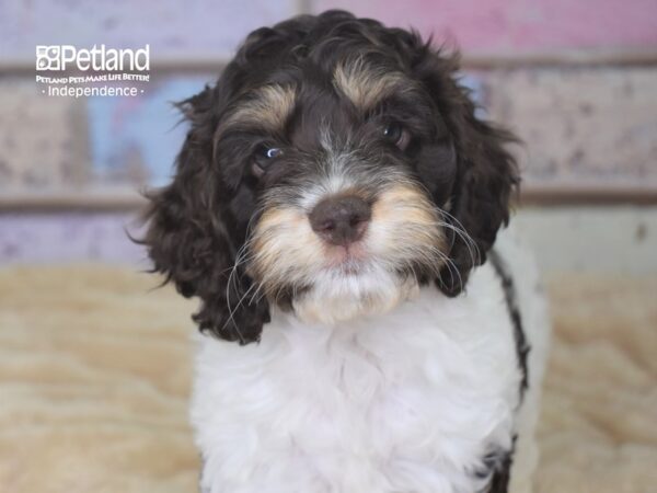 Cockapoo-DOG-Female-Chocolate & White-2931-Petland Lee's Summit, MO