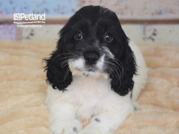 Cockapoo-DOG-Male-Black and white-2923-Petland Lee's Summit, MO