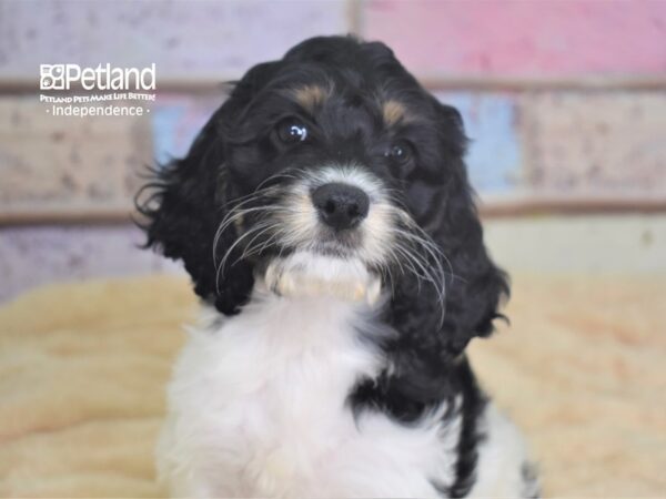 Cockapoo-DOG-Female-Black and White-2922-Petland Lee's Summit, MO