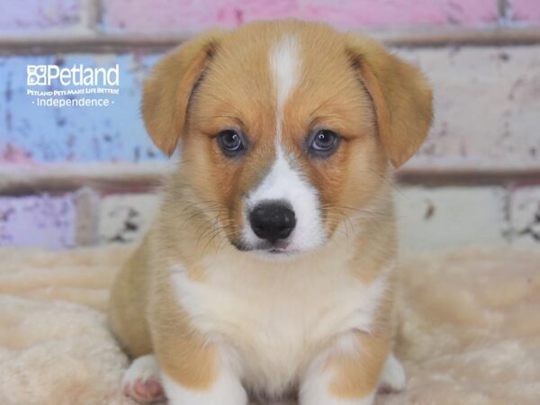 Pembroke Welsh Corgi-DOG-Male-Red and White-2920-Petland Lee's Summit, MO