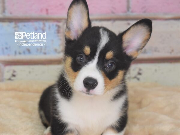Pembroke Welsh Corgi-DOG-Male-Tri-Color-2932-Petland Lee's Summit, MO