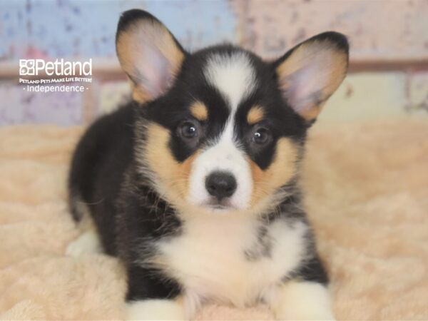 Pembroke Welsh Corgi-DOG-Female-Tri-Color-2935-Petland Lee's Summit, MO