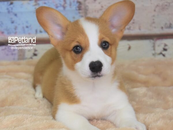 Pembroke Welsh Corgi-DOG-Female-Red and White-2921-Petland Lee's Summit, MO